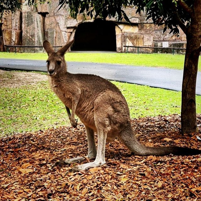 The Steve Irwin Zoo - A Great Family Time