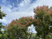 賞花攻略🌺九龍寨城公園花海