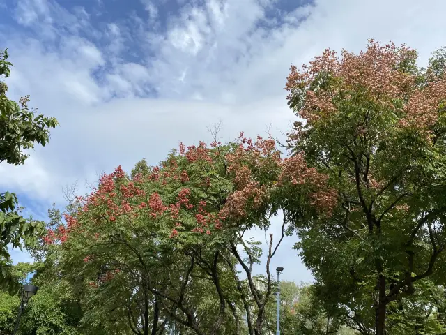 賞花攻略🌺九龍寨城公園花海