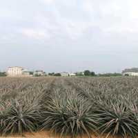 嘉義民雄免門票景點「旺萊山鳳梨文化園區」～漫步在700公頃的鳳梨田裡