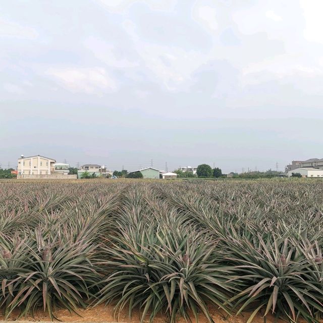 嘉義民雄免門票景點「旺萊山鳳梨文化園區」～漫步在700公頃的鳳梨田裡