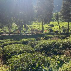 Cameron Valley Tea House 여행 사진