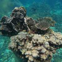 First Time Snorkeling