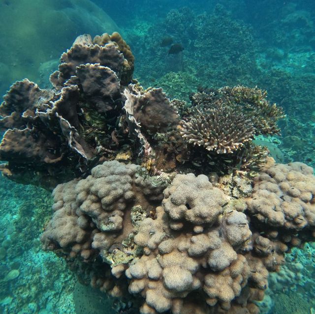 First Time Snorkeling