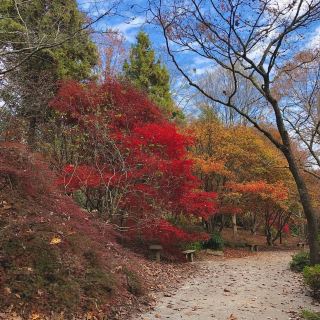 ทิวทัศน์ฤดูใบไม้ร่วงที่สวยงามน่าทึ่งในรัฐจอร์เจีย สหรัฐอเมริกา 🍁 สถานที่ที่เหมาะสำหรับการพักผ่อนและผ่อนคลาย