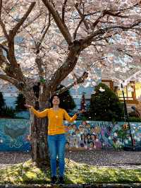 ชม Cherry Blossom 🌸 ที่รัฐ Oregon กันค่ะ 
