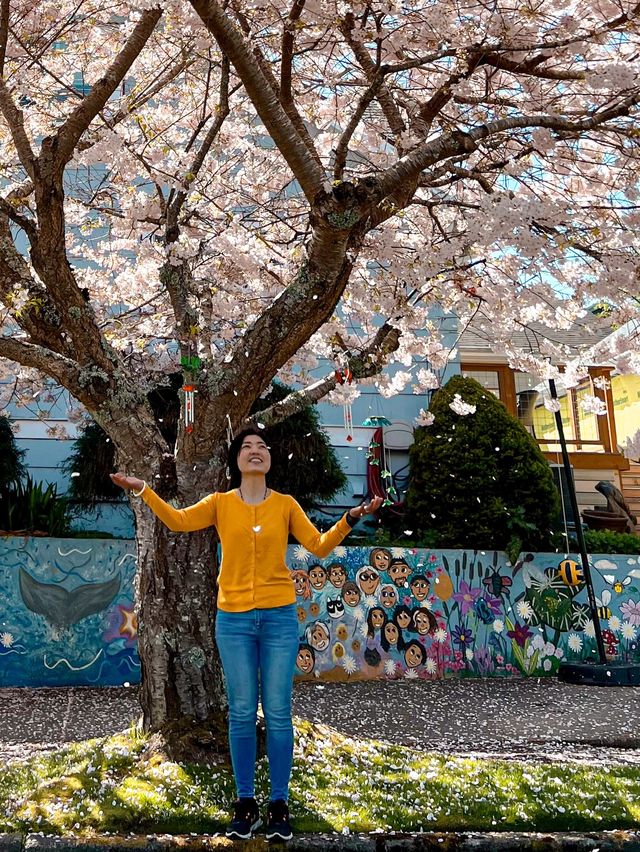 ชม Cherry Blossom 🌸 ที่รัฐ Oregon กันค่ะ 