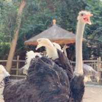 Lavish Island Lagoon - WeiZizhou