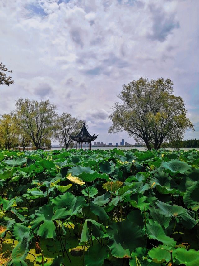 ShiHu - Tranquility in Suzhou 🌱🛶🍃