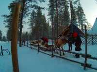 Husky-Sledding in Rovaniemi, Finland🇫🇮✈️❄️