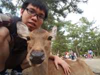 Nara Park, where deer greets with a bow