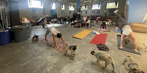 Pug Yoga | Sports Basement Berkeley