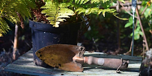 Failsafe Garden Plants | 66 Cairns Rd