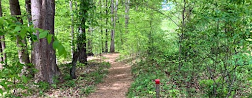 Guided Walk:  Summertime in the Forest at Ivy Creek | Ivy Creek Nature Area