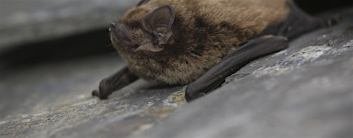 Bat Walk at Coed y Felin | Coed y Felin
