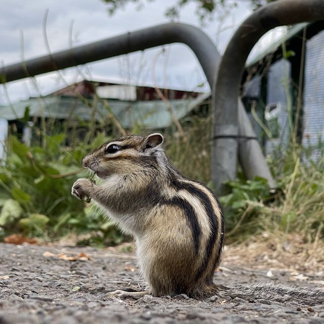 小樽でシマリスに会う！天狗山シマリス公園