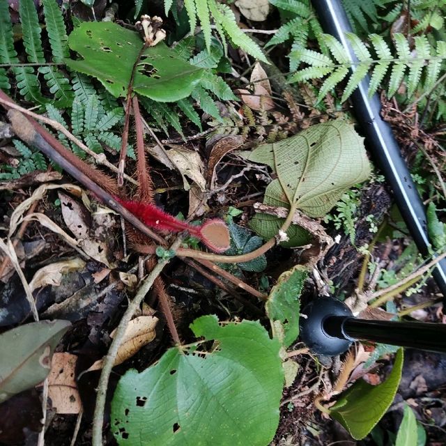 Hiking at Cameron Highland