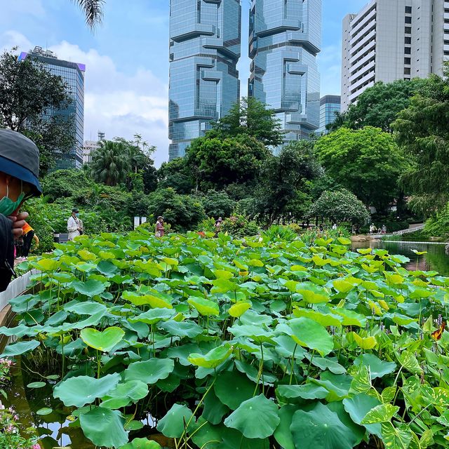 香港公園🏞鬧市中尋找一點寧靜😌