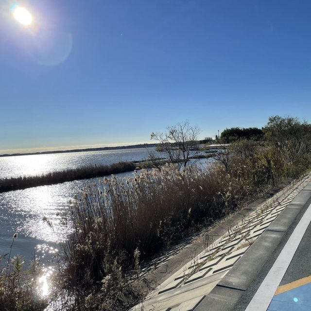 【茨城】つくば霞ヶ浦りんりんロード🚴‍♀️