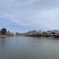 【栃木】那須高原りんどう湖ファミリー牧場の桜🌸