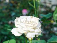 花花世界 玫瑰園