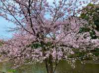 京都　SAKURA 桜めぐり❗️勧修寺の桜に感動❗️
