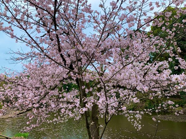 京都　SAKURA 桜めぐり❗️勧修寺の桜に感動❗️