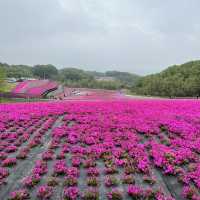 【栃木】まだまだ楽しめる芝ざくら