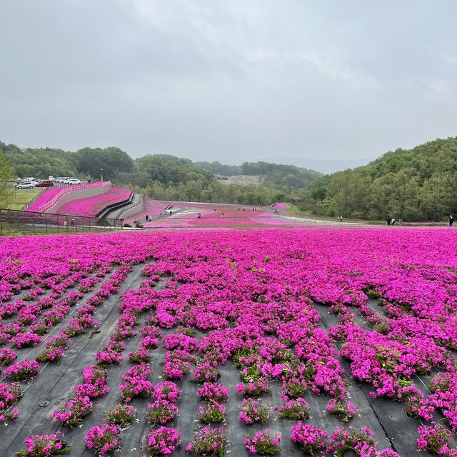 【栃木】まだまだ楽しめる芝ざくら