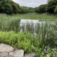 水遊びできる公園ならここ三ツ池公園