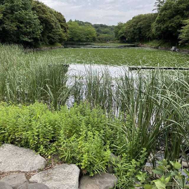 水遊びできる公園ならここ三ツ池公園