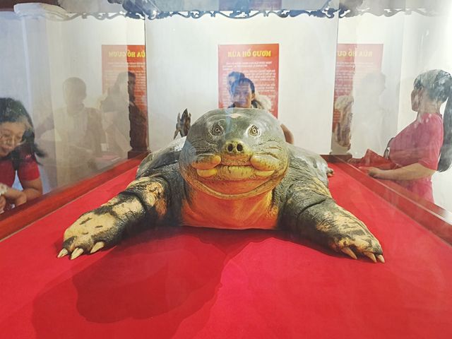 하노이 호안끼엠 응옥썬 사당 박제된 대왕거북이 보기🐢