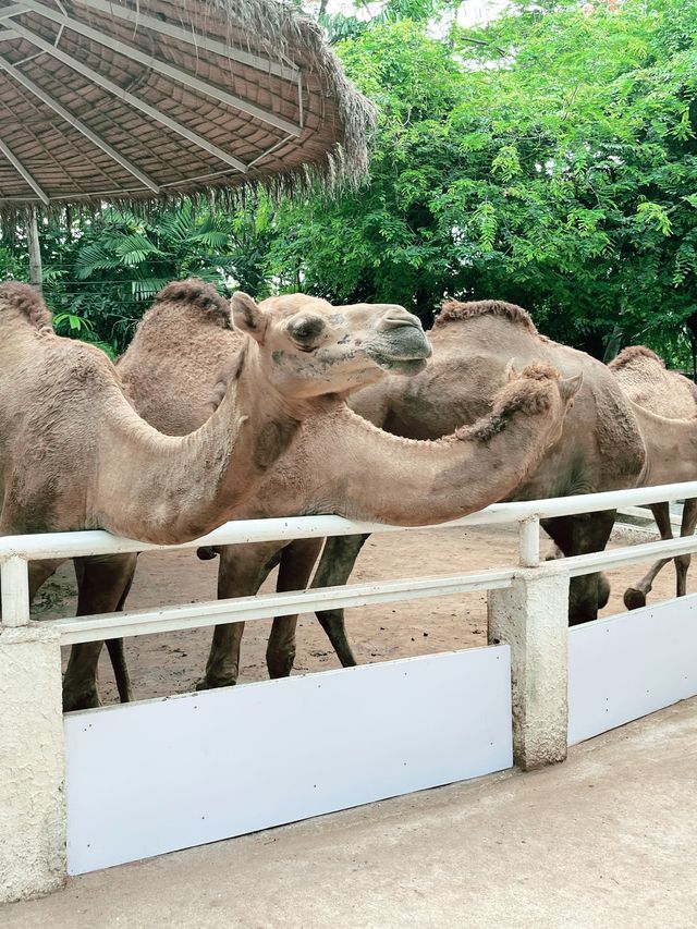 🌴曼谷的小非洲🦒