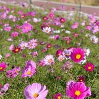 가을 하면 제일 먼저 생각나는 꽃 코스모스🌸
