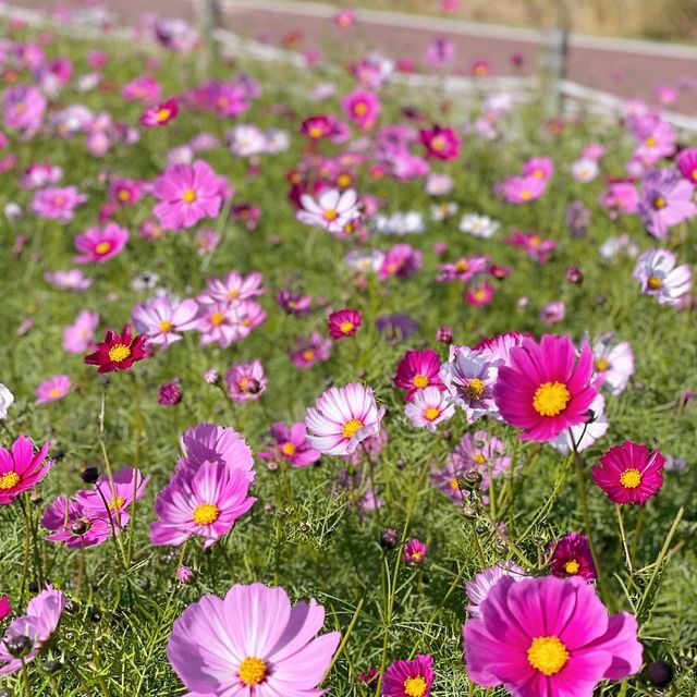 가을 하면 제일 먼저 생각나는 꽃 코스모스🌸