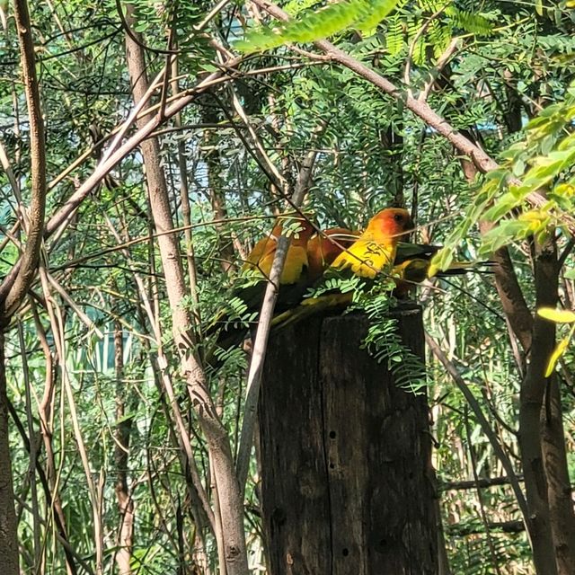 Indore zoo worth one day trip