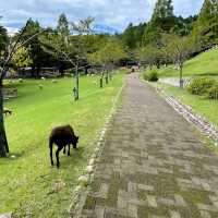 【兵庫】とても癒される空間。六甲山牧場🐃