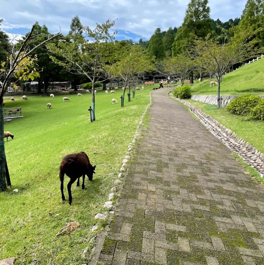 【兵庫】とても癒される空間。六甲山牧場🐃