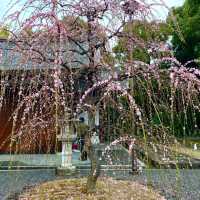 城南宮でおみくじを引く旅