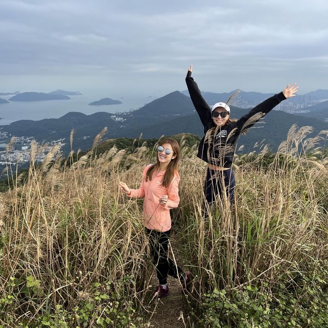 芒草季節🌿東洋山 芒草季節🌿東洋山