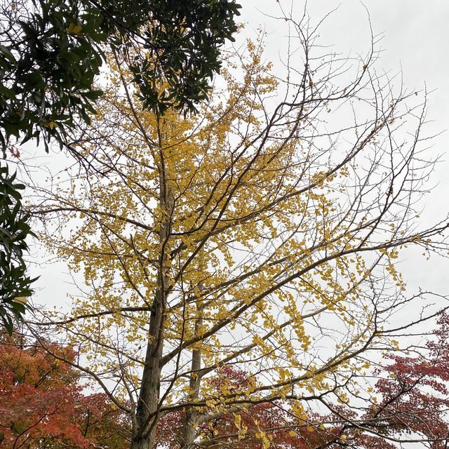 皇室別墅莊園改建而成的寺院 – 大覺寺