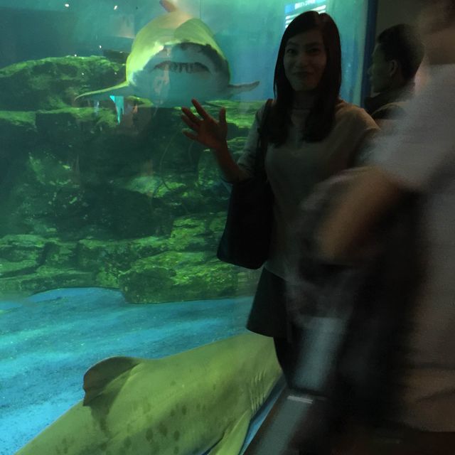 Exploring Shinagawa Aquarium 