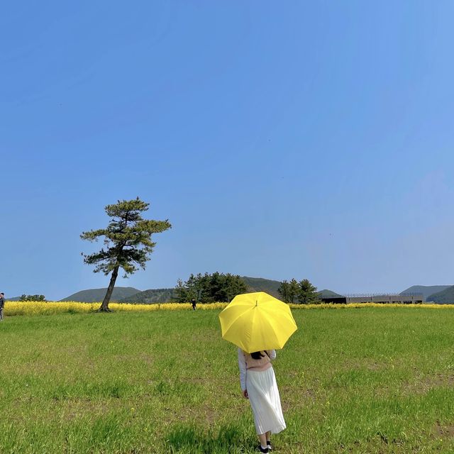 사계절이 예쁜 제주 꽃구경 명소
