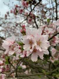 櫻花🌸盛開時｜台北天元宮