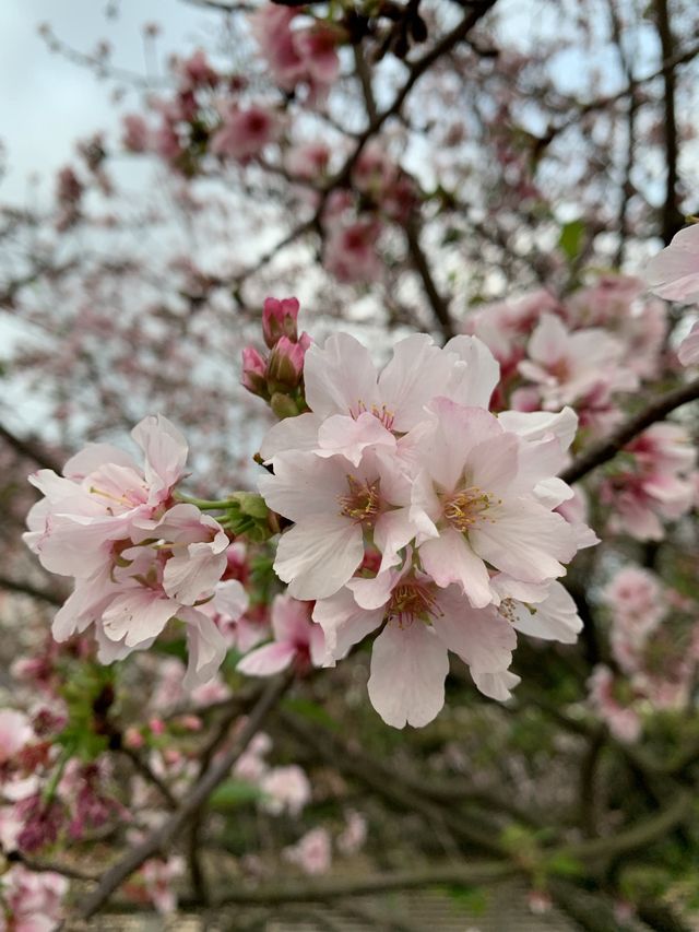 櫻花🌸盛開時｜台北天元宮