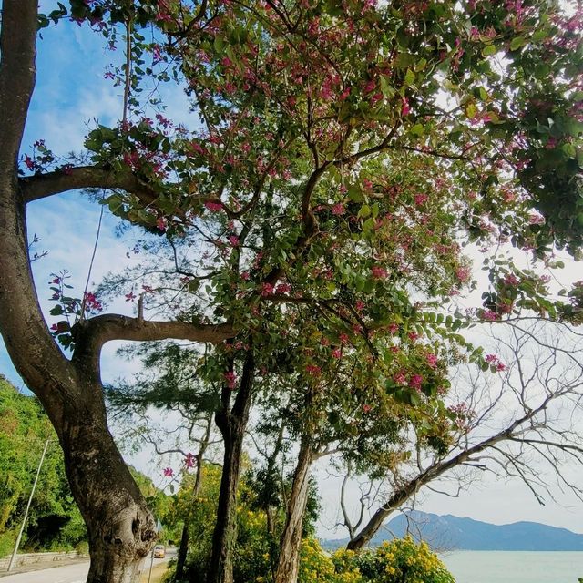 郊外好去處 ~ 大嶼山長沙泳灘 