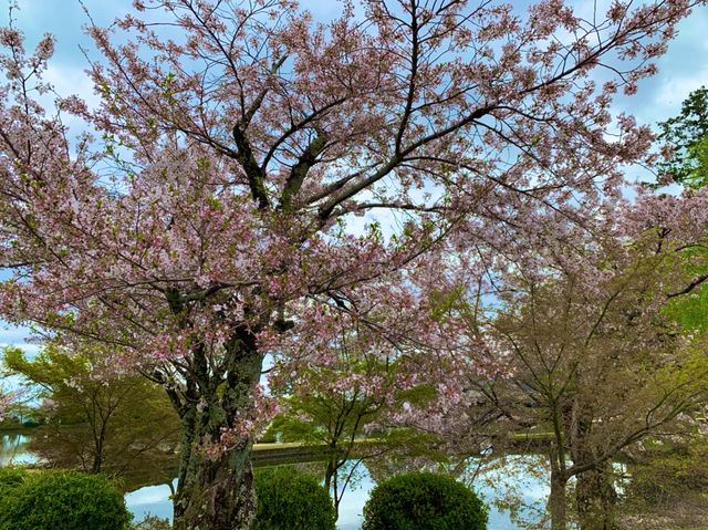 京都　KYOTO SAKURAめぐり❗️大覚寺の桜に感動❗️