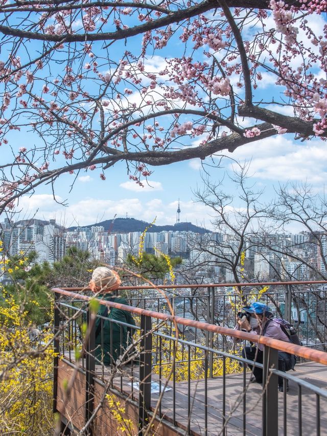 서울에서 개나리가 가장 예쁜 곳