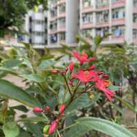 漫遊長沙灣道賞花