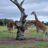 Close Encounters In Werribee